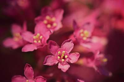 花 雌蕊 蕊 花瓣 枝杈 树 开花 春天 早期的纰漏 花园
