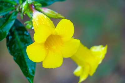 黃嬋 植物 大自然 明亮 花园 黃色 花朵 黃花 春天 鲜艳