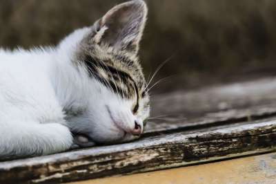 猫咪 动物医院 猫 动物 老虎 毛茸茸的 小猫 毛茸茸 睡眠