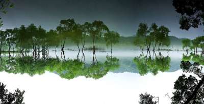 大清湖 森林 湖 景观 水 大自然 树 夏天 韩国 植物