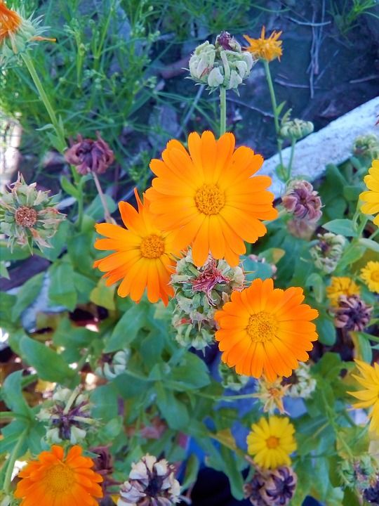 美丽的花 橙色美丽的花朵 花床 盛开的花朵 花植物 鸟类的天堂花