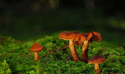 蘑菇 苔藓 秋天的 落下 森林地面