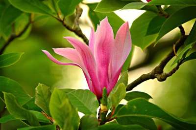 玉兰 花 树 枝杈 叶子 春天的时候 开花 花瓣 青春