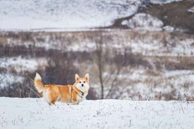 动物 狗 柯基犬 品种 犬类 宠物 哺乳动物 彭布罗克威尔士柯基