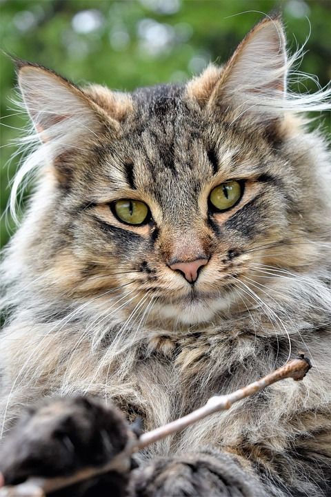 猫 动物 肖像 可爱的 头 野猫 森林猫 邻居的猫 脸 猫肖像
