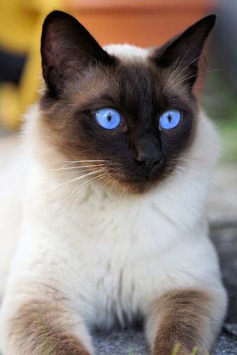 暹 暹罗 猫 家猫 品种猫 宿醉 动物 猫脸 眼睛 家畜