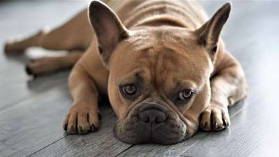 法国斗牛犬 狗 家畜 动物 忠实的朋友 爪子 看法 眼睛 可爱的