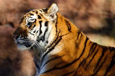动物 老虎 捕食者 大猫 食肉动物 哺乳动物 物种 动物群