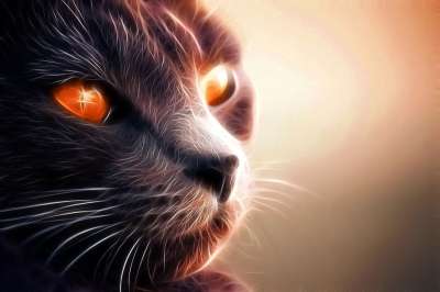 猫 猫科动物 吉祥物 动物 猫脸 看 晶须 猫鼻子 猫眼