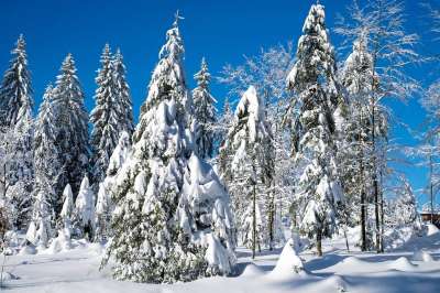 冬季景观 圣诞风景 冬天 雪 寒冷的 枞树 下雪的 圣诞节