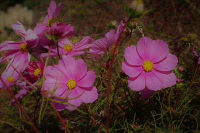 Cosmea 花卉 宇宙Bipinnatu 空间 布卢姆 夏天 花园