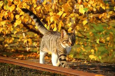 猫 落下 树叶 小猫 秋叶 自然 家猫
