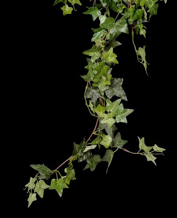 常春藤 植物 绿色