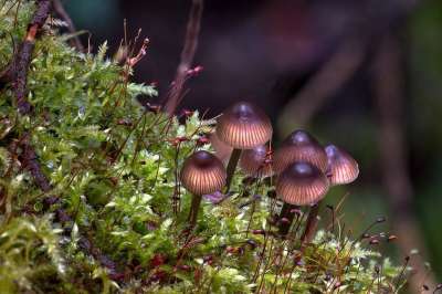 蘑菇 苔藓 森林 海绵 迷你蘑菇