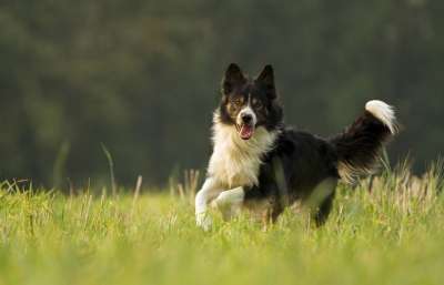 狗 哺乳动物 动物 犬类 边境牧羊犬 牧羊犬 边境牧羊犬