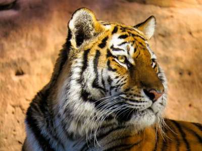 野生动物 老虎 捕食者 大猫 荒野 动物肖像 Amurtiger