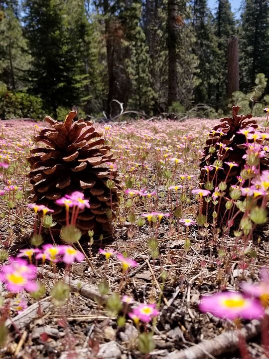 红杉国家森林 松果 地平面 花草地上 树林
