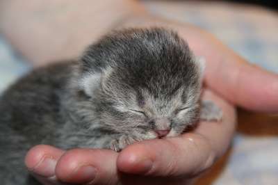 猫宝宝 小猫 睡觉 手 猫 年轻的猫 家猫 猫孩子 家畜 动物
