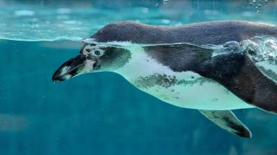 企鹅 鸟 动物 动物园 游泳 水族馆 性质 企鹅 企鹅 企鹅