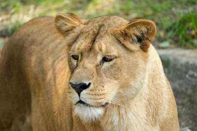 母狮 猫 捕食者 动物 大猫 食肉动物 蒂尔加滕 女性 危险的