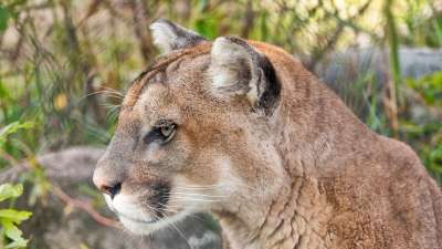 彪马 山狮 美洲狮 大猫 布朗山 棕色狮子