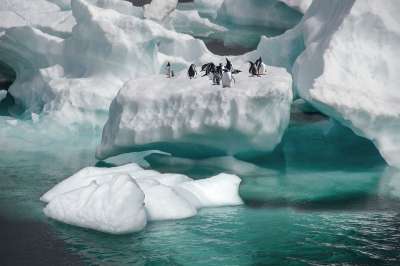 企鹅 冰山 海 鸟类 动物 野生动物 冰 雪 寒冷的 冬天