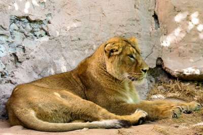 动物 捕食者 狮子 大猫 食肉动物 荒野 纽伦堡动物园
