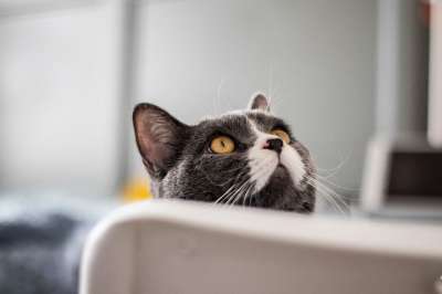 猫 宠物 猫科动物 动物 毛皮 基蒂 国内的 国内的猫 猫画像