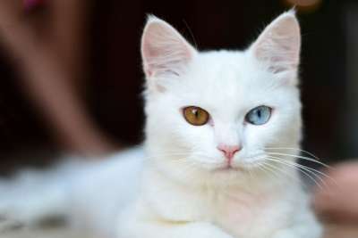 基蒂 推 猫 宠物 小猫 可爱的 白色的 动物