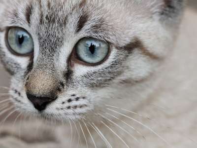猫 动物 眼睛 年轻的猫 家畜 小的猫 肖像 幼兽 猫眼 宿醉