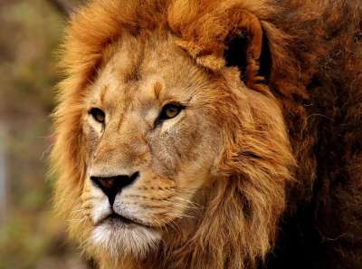 狮子 捕食者 危险的 鬃毛 大猫 男性 动物园 野生动物 非洲