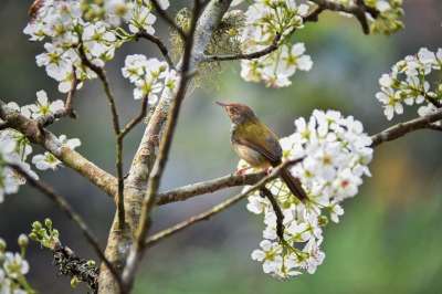梨 鸟 花 春天 白色的 盛开 森林 梨 梨 花 花 花