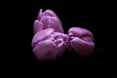郁金香 花 郁金香花 郁金香头 黑色背景 紫色的 紫色 紫色郁金香