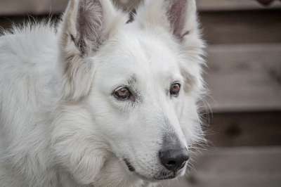 狗 牧羊犬 牧羊人 白色的 加拿大 德语 毛鼻子 纯种 动物