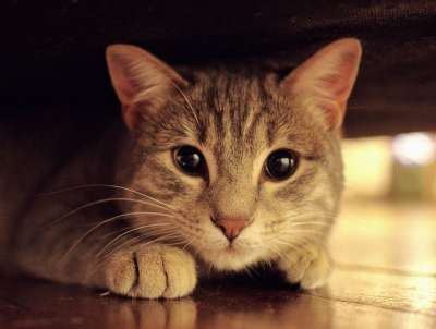 灰猫 家畜 猫看 老虎 年轻的猫 看 眼睛