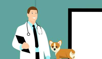 职业教育和培训 医生 狗 小狗 犬类 兽医 医疗服务 检查心脏