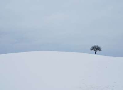 冬天 白色的 树 背景 自然 美丽的 独自的 常设 雪