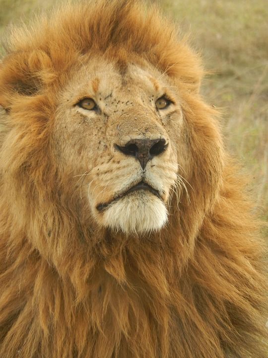 狮子 非洲 野猫 捕食者 苹果浏览器 大游戏 野生动物 肯尼亚