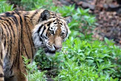 老虎 东北虎 野猫 捕食者 猛兽 野兽 视线 视图 草