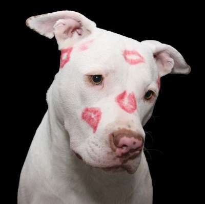 Pitbull 狗 宠物 吻 美国比特斗牛犬 动物 小狗 国内的