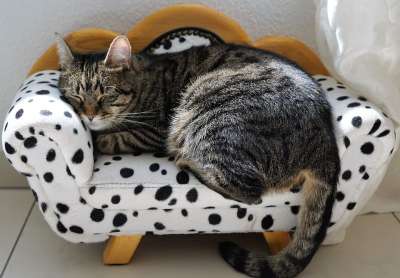 猫 老虎 Tigerle 大猫 动物 捕食者 危险的 美丽的 头