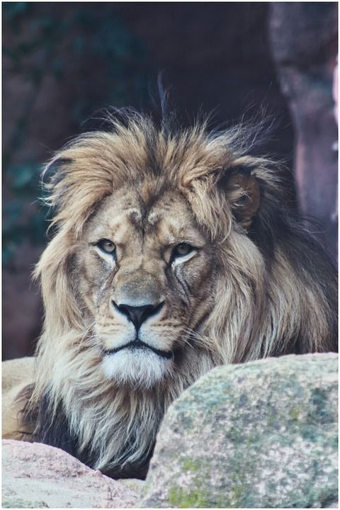 狮子 看法 大猫 鬃毛 Amurtiger 捕食者 大 猫 野猫