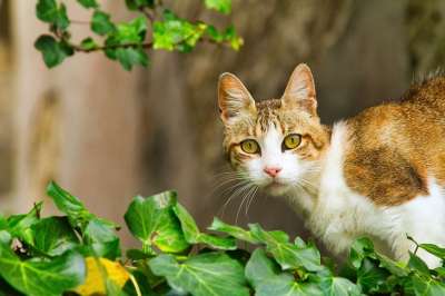 猫 宠物 猫科动物 动物 树叶 毛皮 基蒂 胡须 国内的