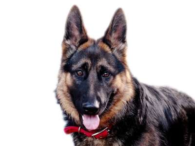 狗 牧羊人 德国牧羊犬 轮廓