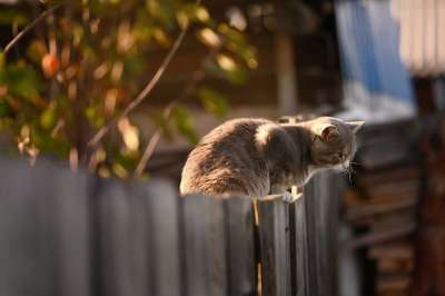 猫 栅栏 木制的 基蒂 小猫 猫科动物 宠物 猫在围栏 木栅栏