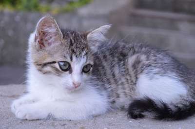 猫 小猫 宠物 猫咪 可爱 年轻的猫 灰色的 动物 小的