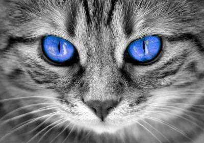 猫 眼睛 猫眼 脸 老虎 鲭鱼 红猫 甜 小猫 家猫 细心