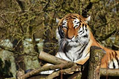 老虎 大猫 捕食者 野猫 虎头 舌头 危险的 高贵 大华