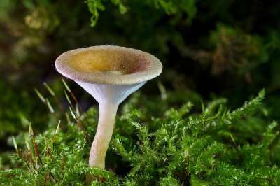 蘑菇 迷你蘑菇 野生蘑菇 孢子 海绵 菌 子实体 蘑菇盘
