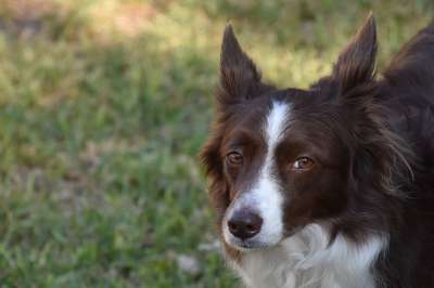 边境牧羊犬 狗 宠物 动物 犬类 毛皮 鼻子 哺乳动物 狗肖像